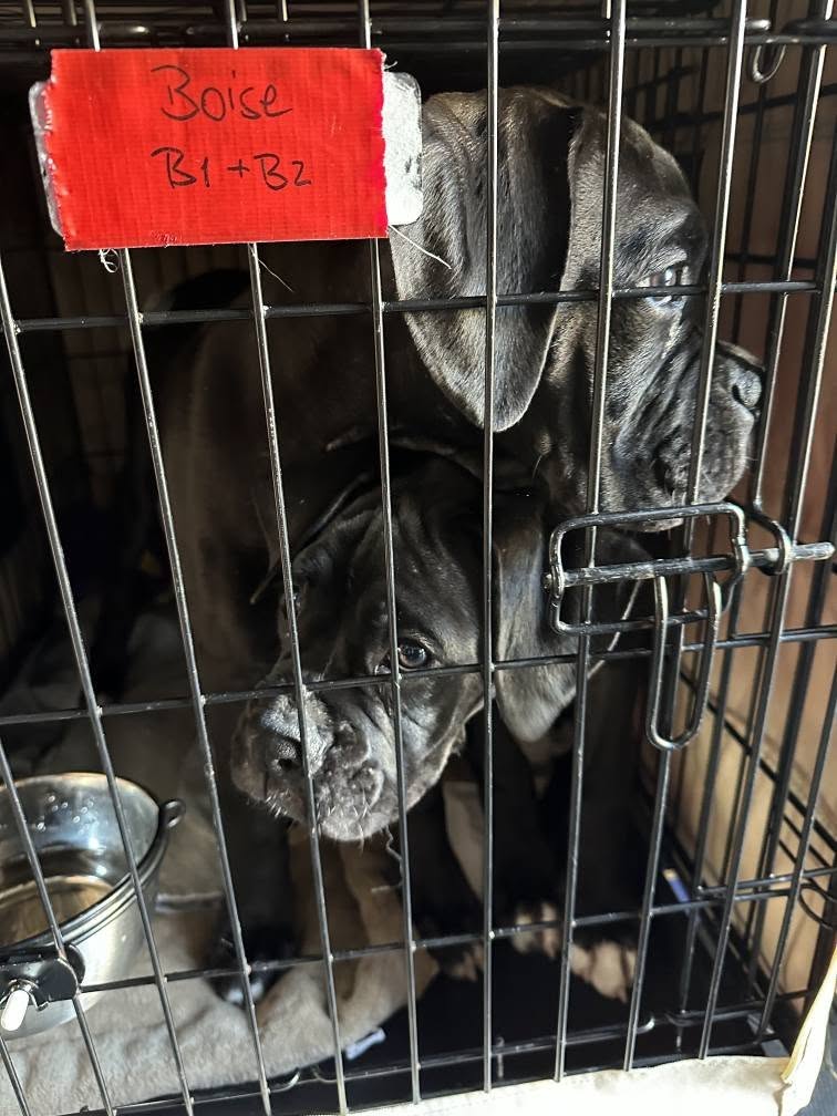 Puppies handed over to Paula Nourse by Second Chance Pet Rescue.
